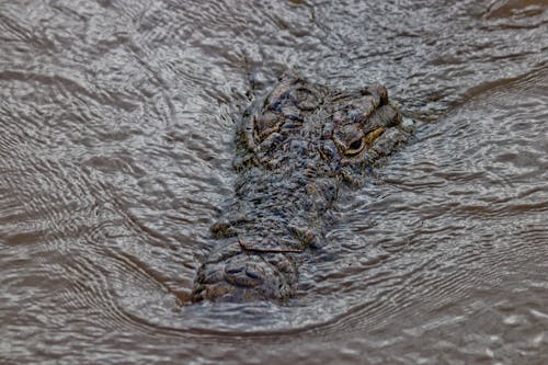 Бесплатное стоковое фото с Аллигатор, вода, голова