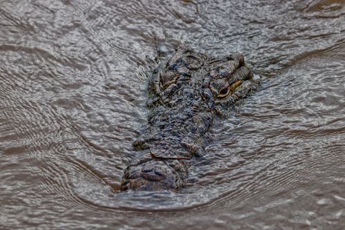 Free Close-up view of a crocodile's head above water in South Africa, showcasing wildlife in nature. Stock Photo