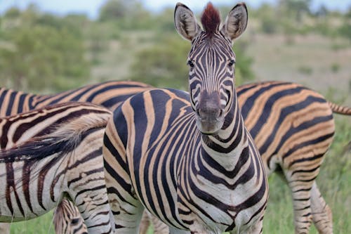 Free Zebra stare-off Stock Photo