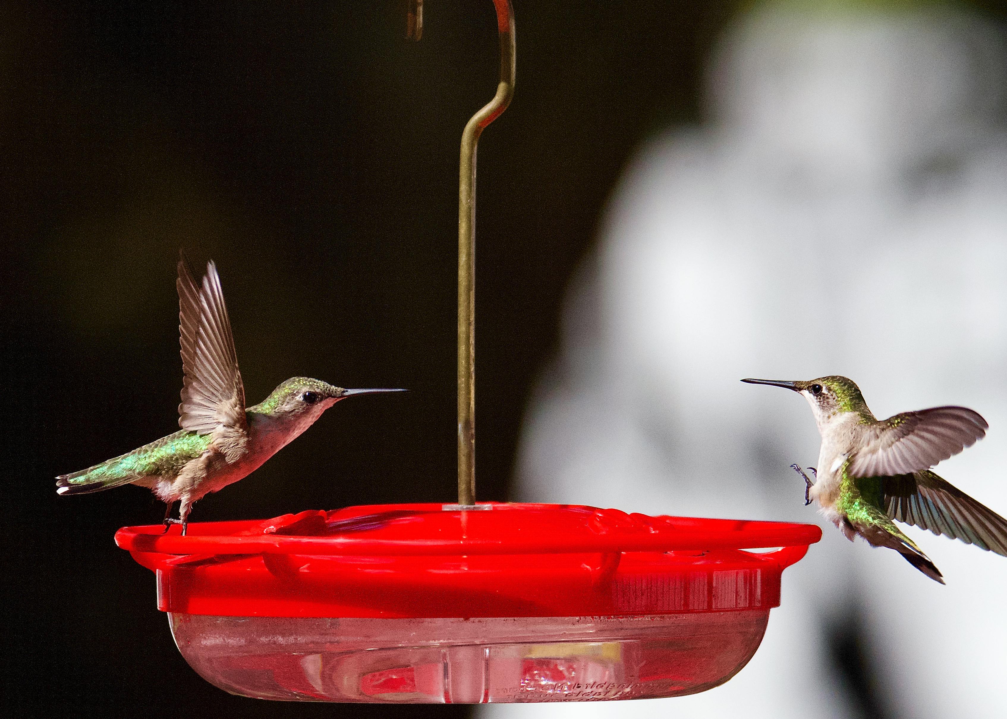 Close-up of two hummingbirds feeding at a water feeder in Athens, Alabama.
