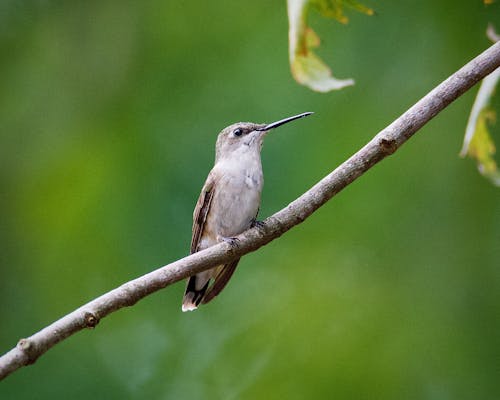 Fotobanka s bezplatnými fotkami na tému fotografie zvierat žijúcich vo voľnej prírode, hřadování, kolibrík