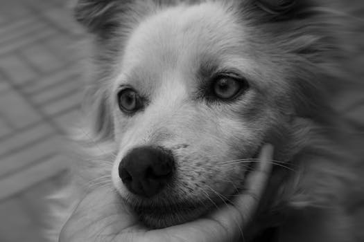 Close-up black and white portrait of a dog being gently held in Addis Ababa.