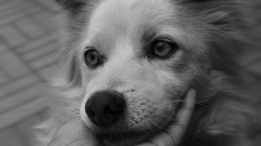 Medium-Size Hypoallergenic Dogs: The Working Breeds Worth Considering