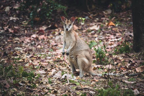 Free A kangaroo standing in the woods with leaves Stock Photo