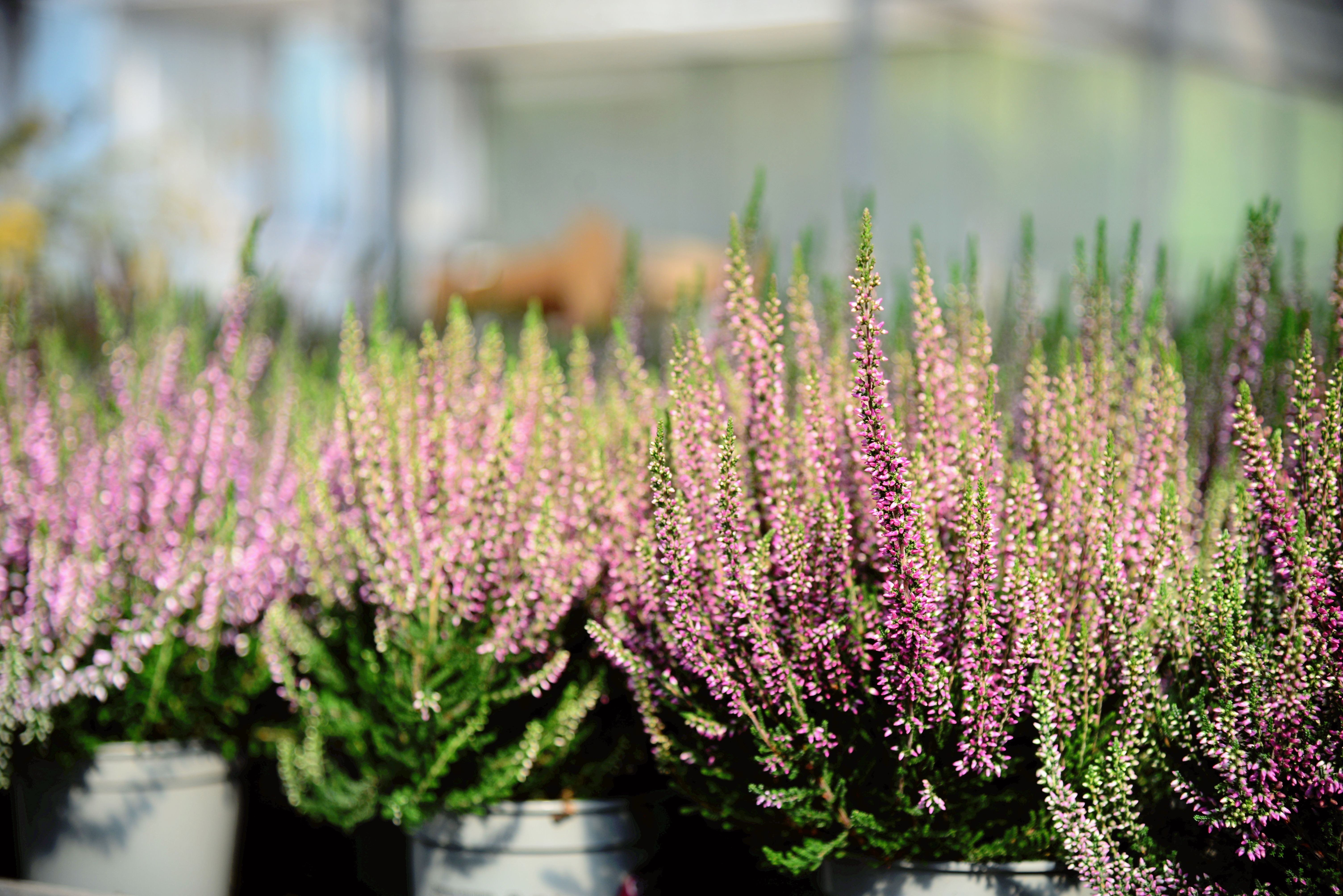 Seasonal plant care programs