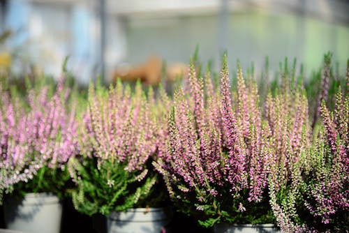 Kostnadsfri bild av anläggning, blomkrukor, blommor