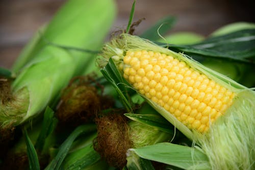 Close up of Corn