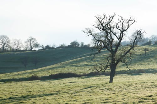 Foto profissional grátis de árvore, campina, cenário