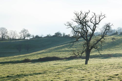 Foto d'estoc gratuïta de arbre, natura, rural