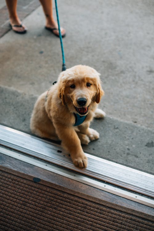 Labrador Retriever Puppy