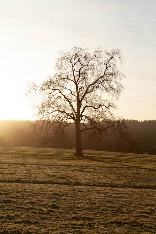 Single Tree on Grassland at Sunset