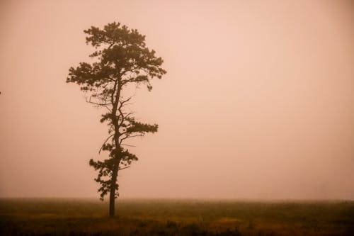 Single Tree on Grassland under Fog
