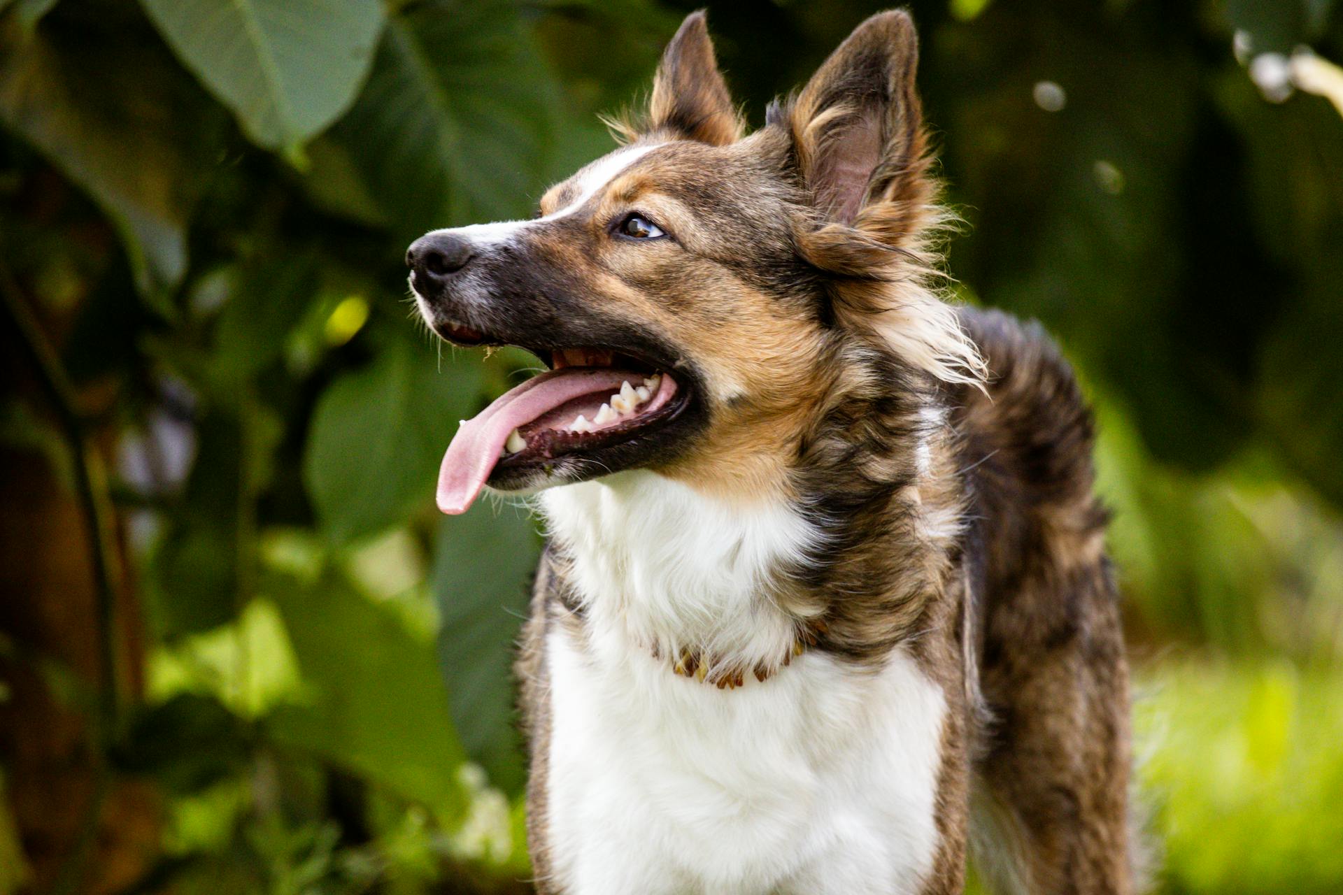 Australian Shepherd Dog