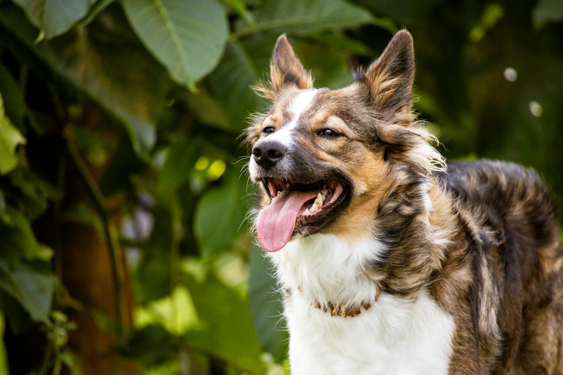 Le chien de berger australien pantant