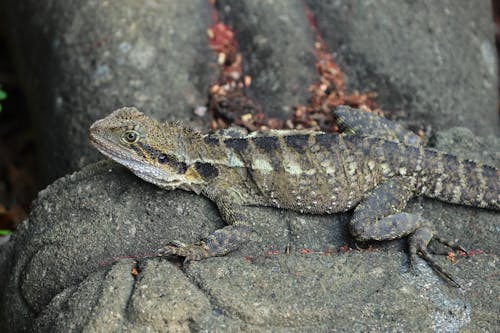 Photos gratuites de caillou, dragon d'eau de l'est, fermer