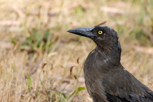 Pied Currawong Among the Dry Grass