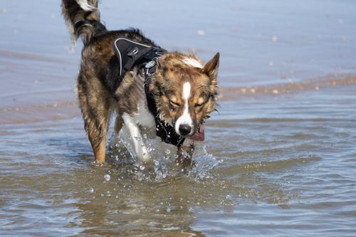 Free Playful Australian Shepherd dog splashing in shallow water wearing a harness. Stock Photo
