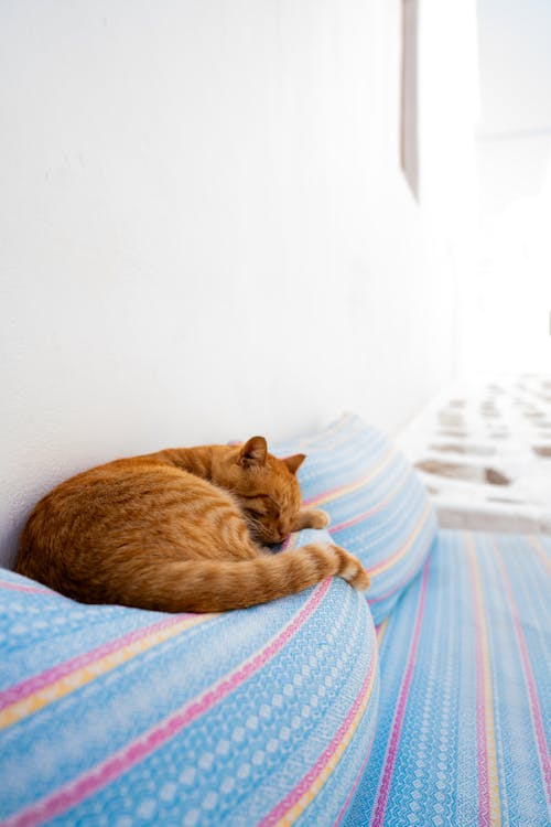 Fotos de stock gratuitas de almohadas, de cerca, dormido