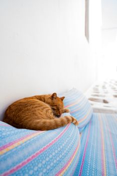 A ginger cat peacefully naps on a vibrant striped couch. Perfect for cozy, relaxation themes.