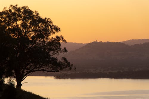 Immagine gratuita di alba, albero, australia