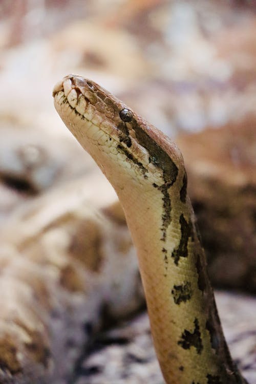 Head of Snake