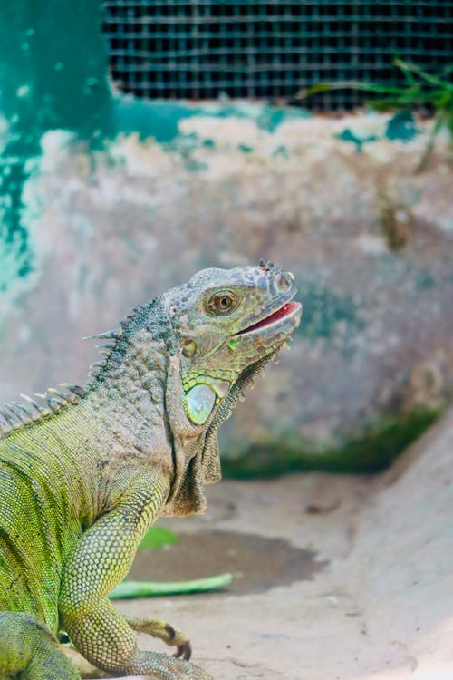 Kostenloses Stock Foto zu eidechse, grüner leguan, kopf