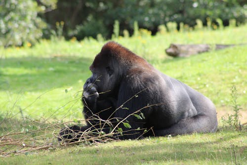 relaxing gorilla