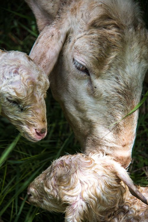 Free Close-up of sheep and lambs in a grassy field in España la Vieja, Spain. Stock Photo
