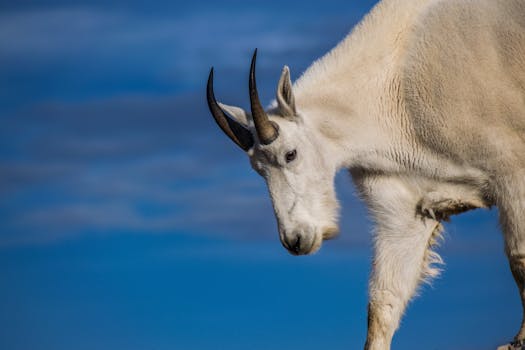 Close-up portrait of a mountain goat under a blue sky, showcasing its rugged beauty.