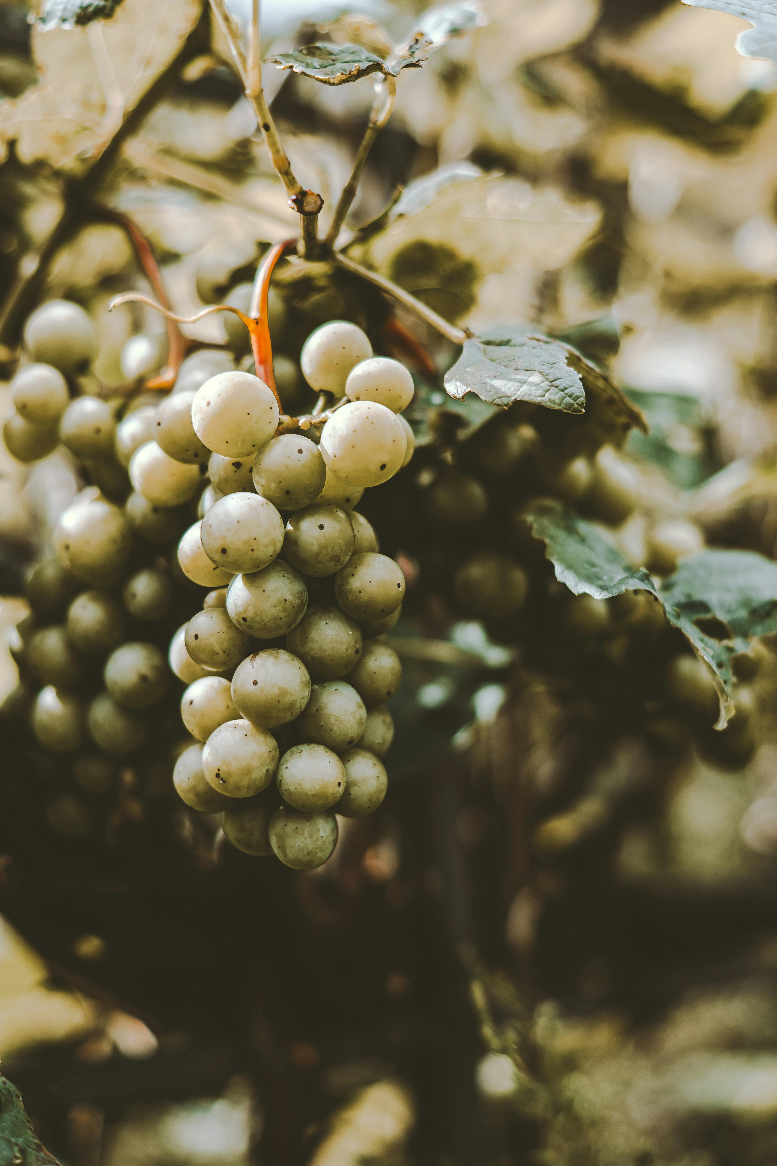 Close-up of ripe green grapes hanging on a vine with lush foliage, captured in autumn.