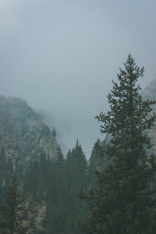 Foto d'estoc gratuïta de arbres, boira, descoratjador