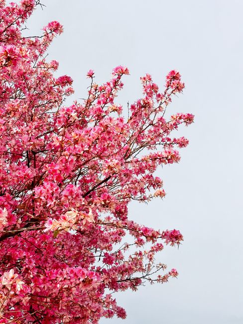 Vibrant pink cherry blossoms on a tree against a clear sky, signaling spring.