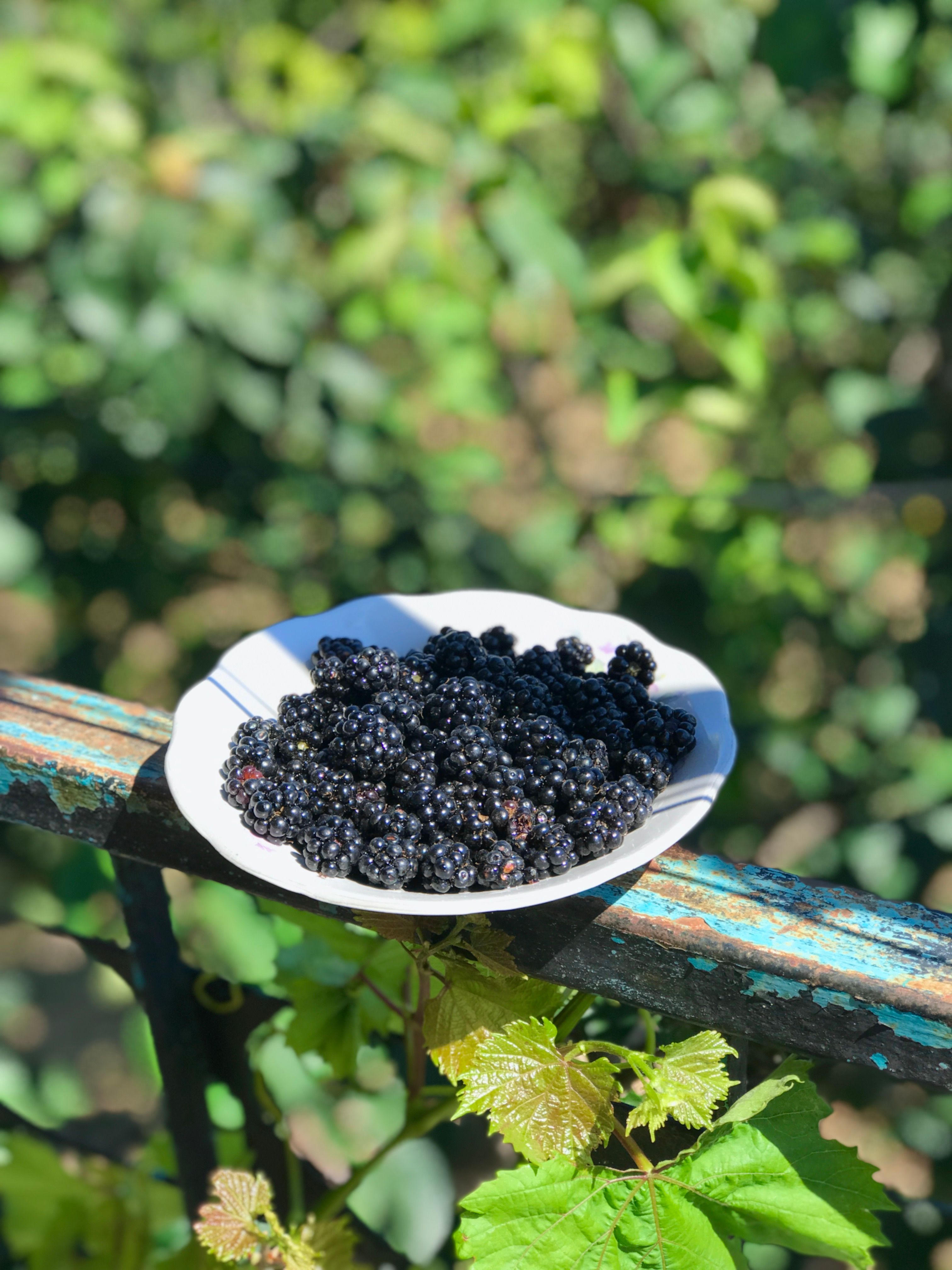 Close-up of fresh blackberries in a bowl placed on an outdoor garden railing with vibrant greenery.