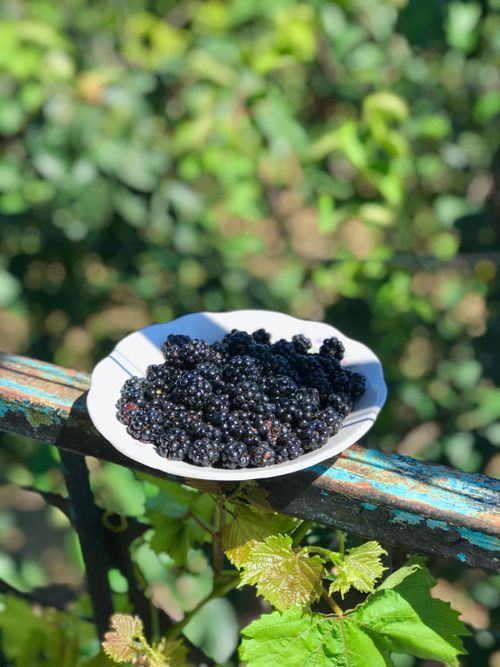 Free Close-up of fresh blackberries in a bowl placed on an outdoor garden railing with vibrant greenery. Stock Photo
