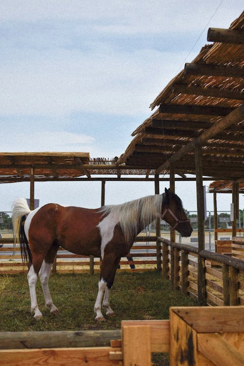 動物攝影, 垂直拍攝, 牧場 的 免費圖庫相片