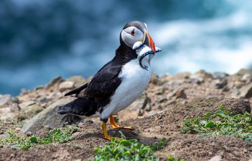 Atlantic Puffin with Fish