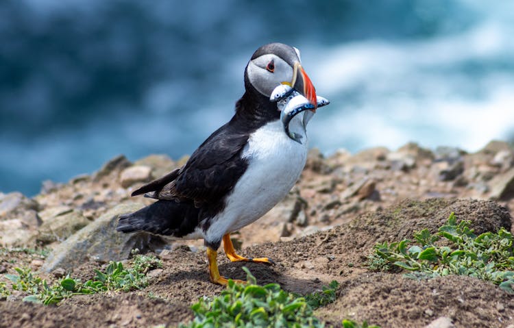 Atlantic Puffin With Fish