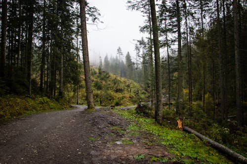 Základová fotografie zdarma na téma borovice, hory, jehličnan