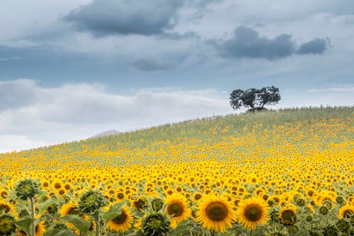 Imagine de stoc gratuită din câmp, deal, floarea-soarelui