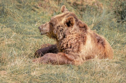 бесплатная Бесплатное стоковое фото с лежащий, медведь гризли, меховой Стоковое фото