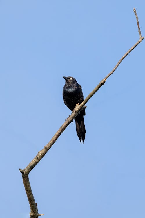 Black Bird Perching on Branch