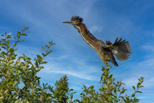 Free stock photo of birds, flying, green heron