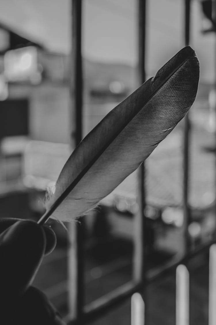 Feather Of Pigeon