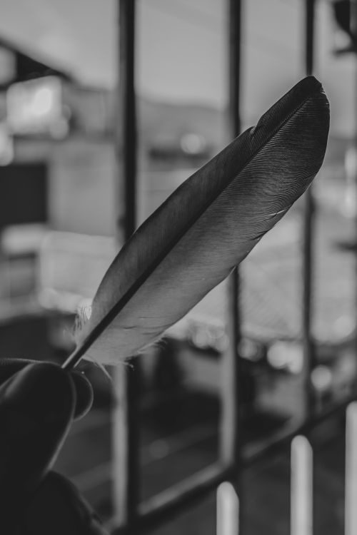 Free A delicate feather is held up against an urban backdrop, captured in black and white for a classic aesthetic. Stock Photo