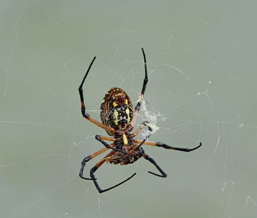 Free Detailed image of a spider on its web, showcasing nature's intricate design. Stock Photo