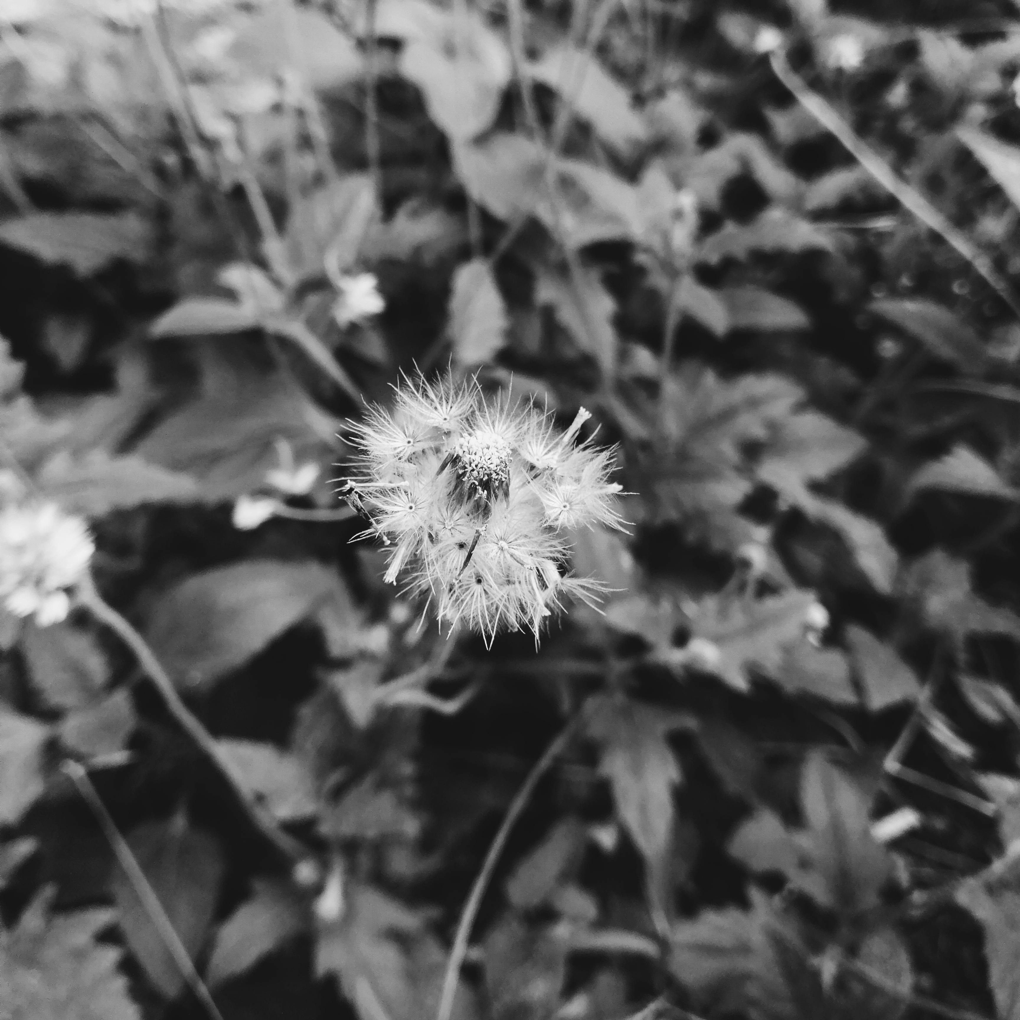 Free stock photo of beautiful flower, black and white