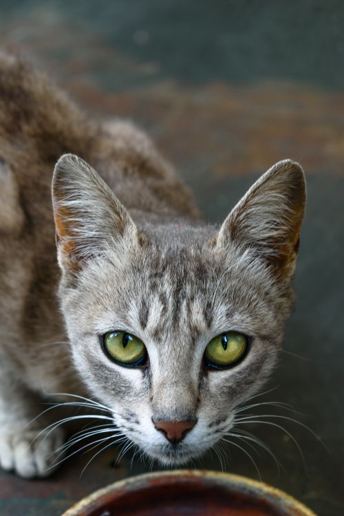Free A detailed, close-up portrait of a domestic cat looking directly at the camera. Stock Photo