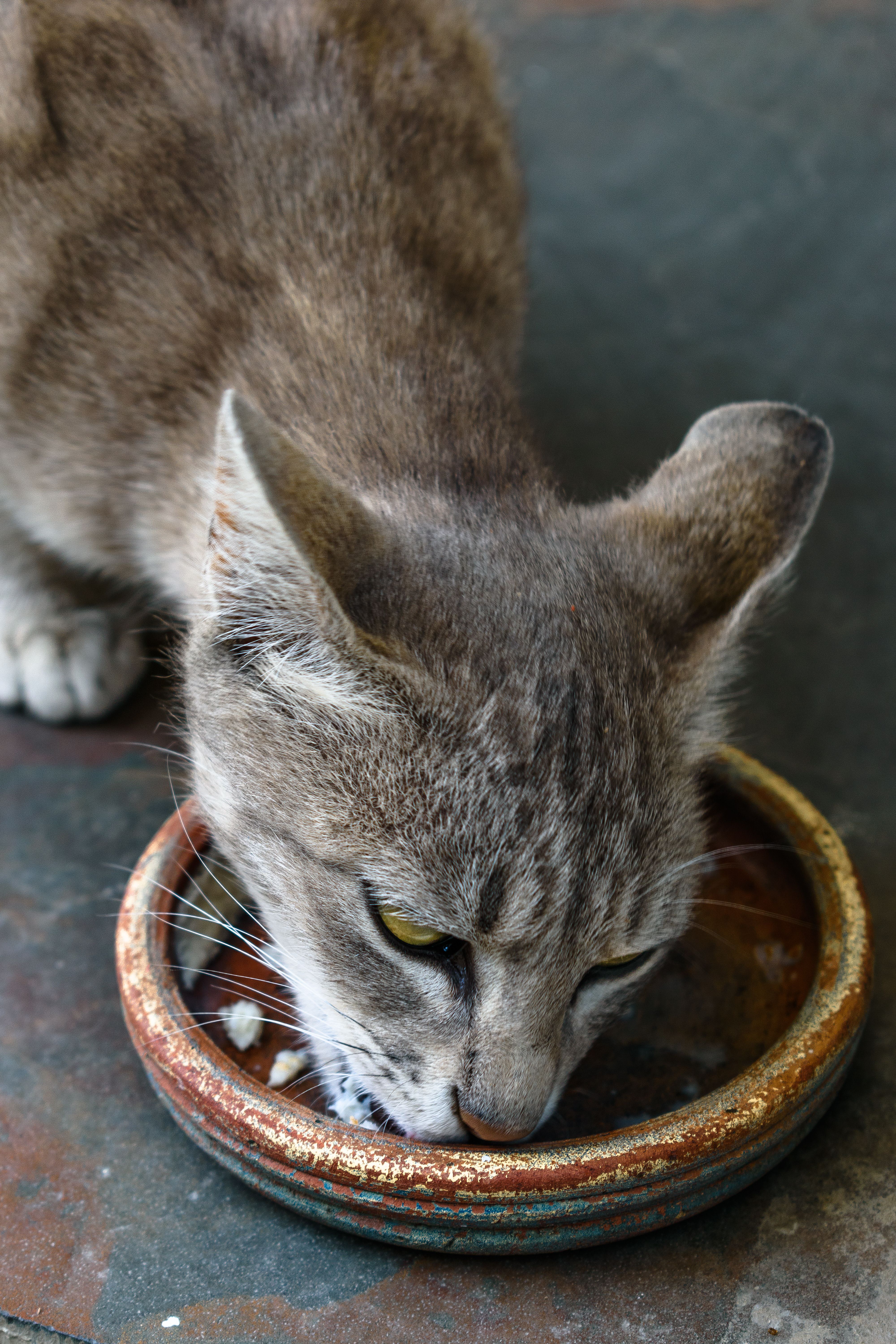 Hungry tabby cat eating bone broth for cats from ceramic bowl