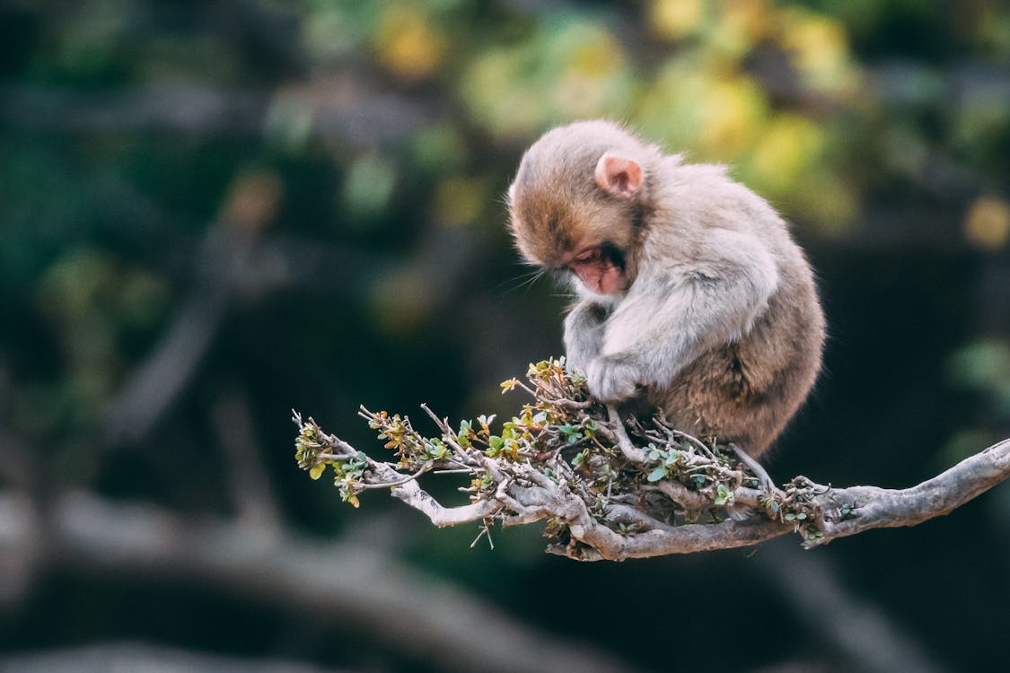 Free Close-Up Photo of Monkey on Tree Branch Stock Photo