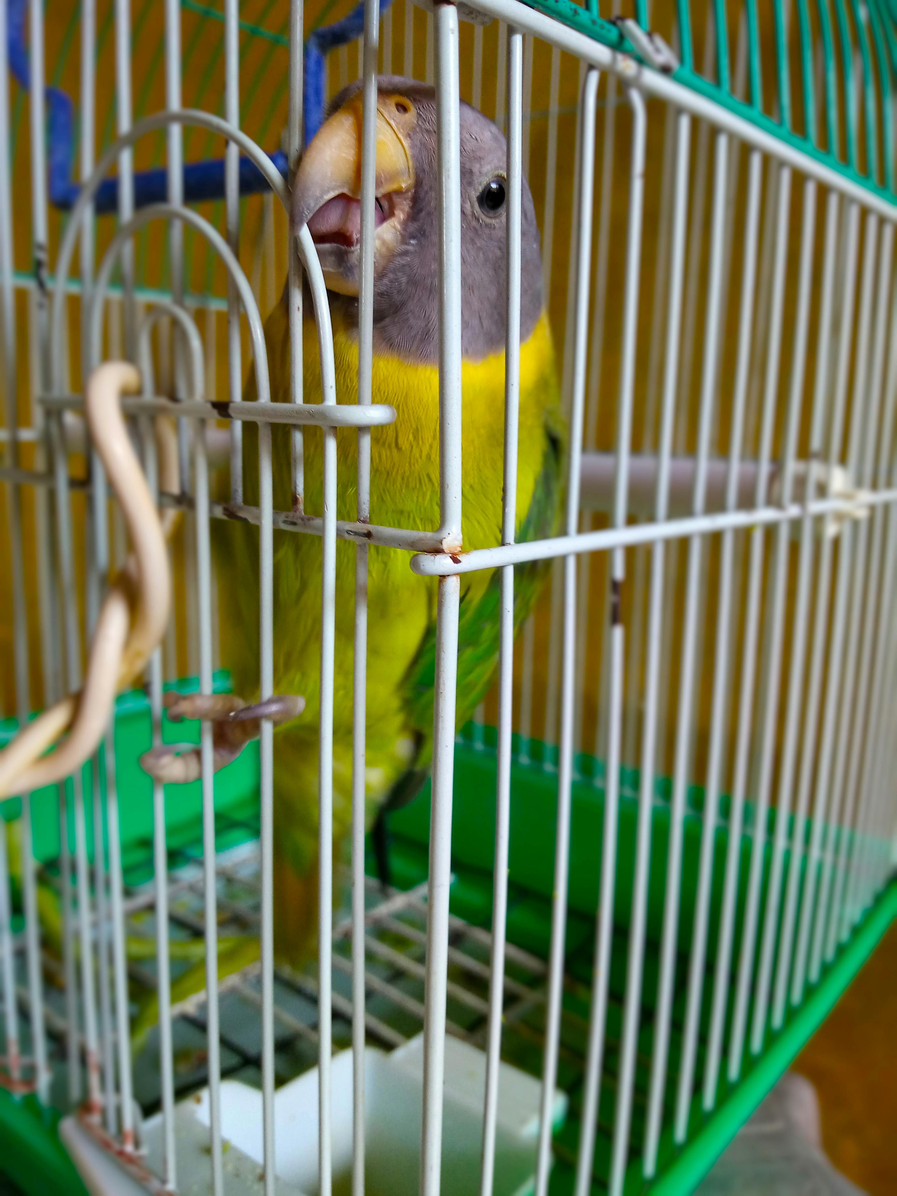 Photo Gratuite De Cage à Oiseaux Perroquet Volière